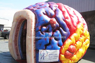 Διογκώσιμη μέγα εγκεφάλου πρότυπη οργάνων σκηνή εγκεφάλου έκθεσης γιγαντιαία ανθρώπινη μεγάλη