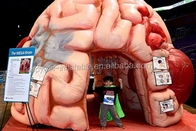 Διογκώσιμες εγκεφάλου πρότυπες εκθέσεις διασκέψεων σκηνών διογκώσιμες ιατρικές - μέγα εγκέφαλος