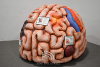 Διογκώσιμοι ανθρώπινοι πνεύμονες καρδιών εγκεφάλου οργάνων γιγαντιαίοι για να διδάξει την ιατρική επίδειξη δραστηριοτήτων